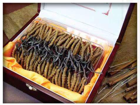 新绛冬虫夏草回收